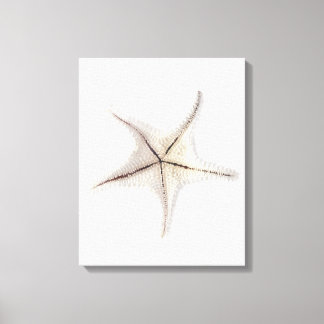 Starfish-Skelett, nah-up Leinwanddruck