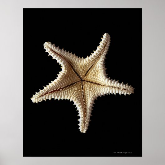 Starfish-Skelett, nah-up Poster (Vorne)