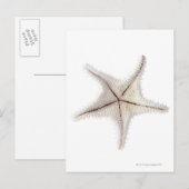 Starfish-Skelett, nah-up Postkarte (Vorne/Hinten)
