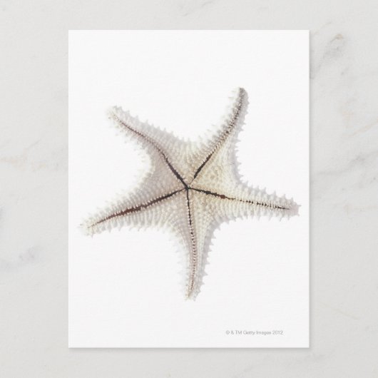Starfish-Skelett, nah-up Postkarte (Vorderseite)