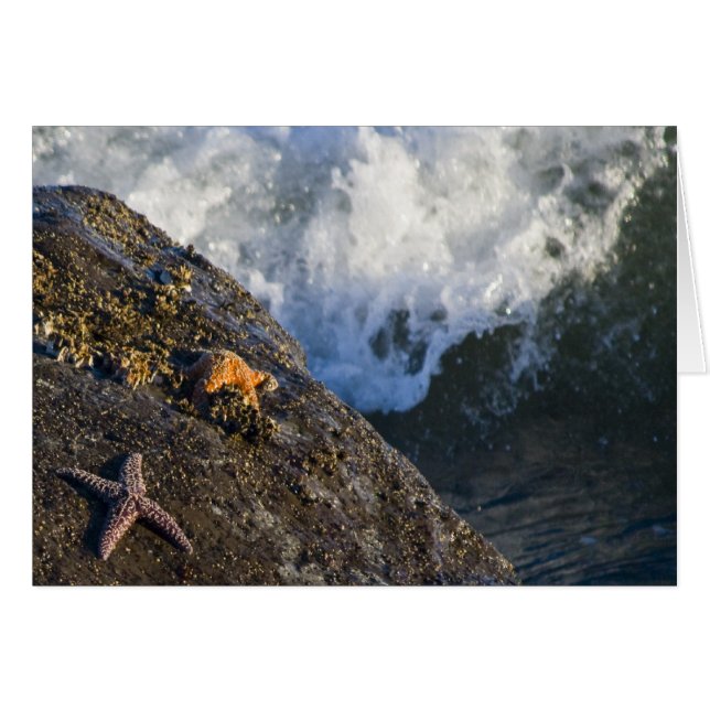 Starfish-Spritzen-Karte (Vorderseite (Horizontal))