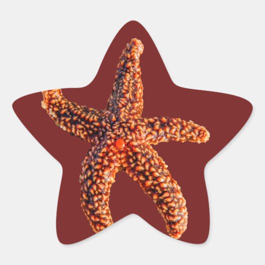 Starfish Stern-Aufkleber (Vorderseite)
