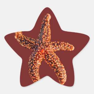 Starfish Stern-Aufkleber