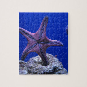 Starfish, Stern hell! Puzzle