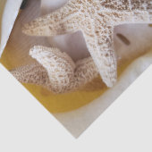 Starfish und Sand Dollars Cremeweiße Küste Seidenpapier (Ausschnitt)