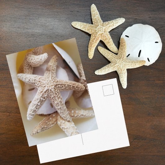 Starfish und Sand Dollars Seashell Fotografie Postkarte