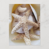 Starfish und Sand Dollars Seashell Fotografie Postkarte (Vorderseite)