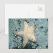 Starfish Unterwasser Postkarte (Vorne/Hinten)