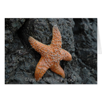 Starfish, West Marin Gezeitenpools