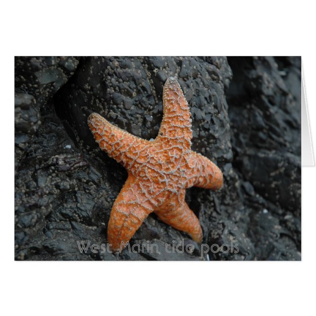 Starfish, West Marin Gezeitenpools (Vorderseite (Horizontal))