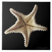 Starfishskelett, Nahaufnahme 2 Fliese (Vorderseite)