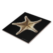 Starfishskelett, Nahaufnahme 2 Fliese (Seite)