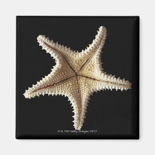 Starfishskelett, Nahaufnahme 2 Magnet
