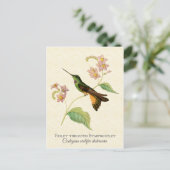Starfrontlet Hummingbird Art Postcard Postkarte (Stehend Vorderseite)