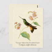Starfrontlet Hummingbird Art Postcard Postkarte (Vorne/Hinten)