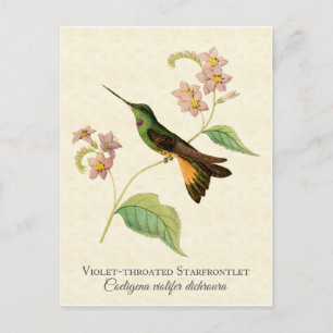 Starfrontlet Hummingbird Art Postcard Postkarte