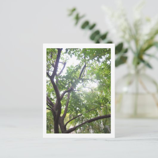 Starfruit Tree Postkarte (Stehend Vorderseite)