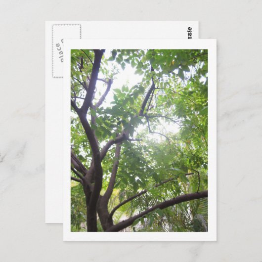 Starfruit Tree Postkarte (Vorne/Hinten)