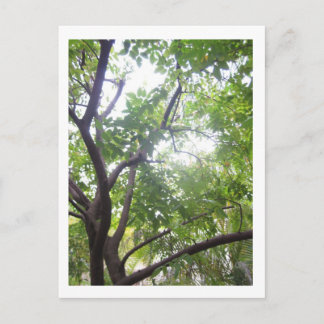 Starfruit Tree Postkarte