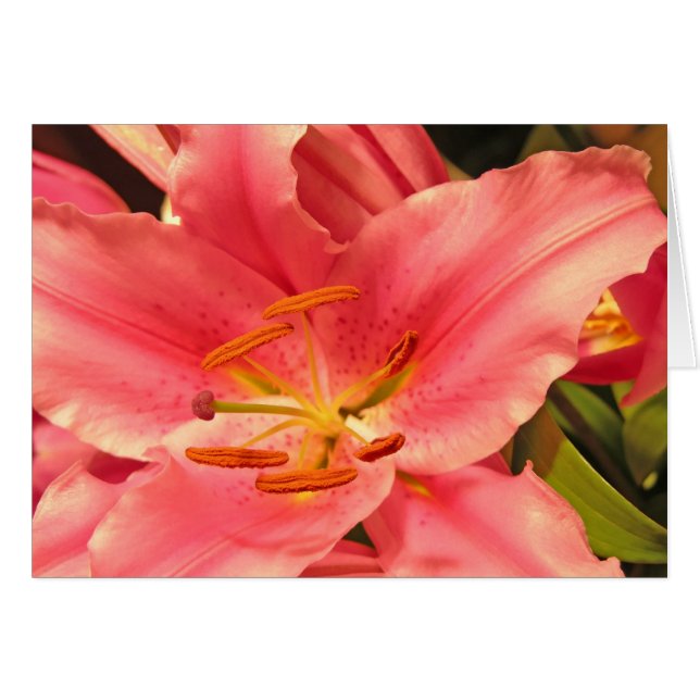 Stargazer (Vorderseite (Horizontal))