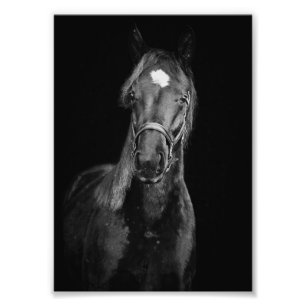 StarGazer Farm Foal & Horse Pictures Fotodruck