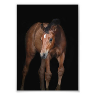 StarGazer Farm Foal & Horse Pictures Fotodruck