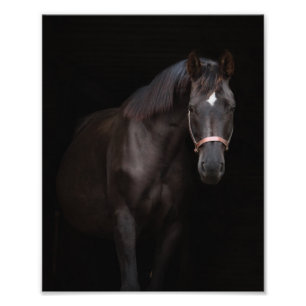 StarGazer Farm Foal & Horse Pictures Fotodruck