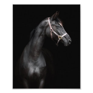 StarGazer Farm Foal & Horse Pictures Fotodruck