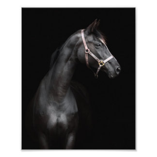 StarGazer Farm Foal & Horse Pictures Fotodruck