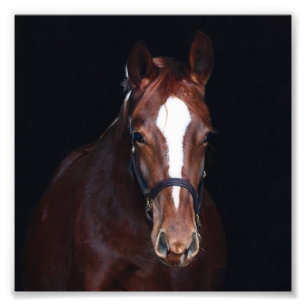 StarGazer Farm Foal & Horse Pictures Fotodruck