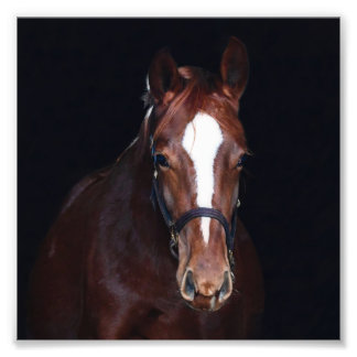 StarGazer Farm Foal & Horse Pictures Fotodruck