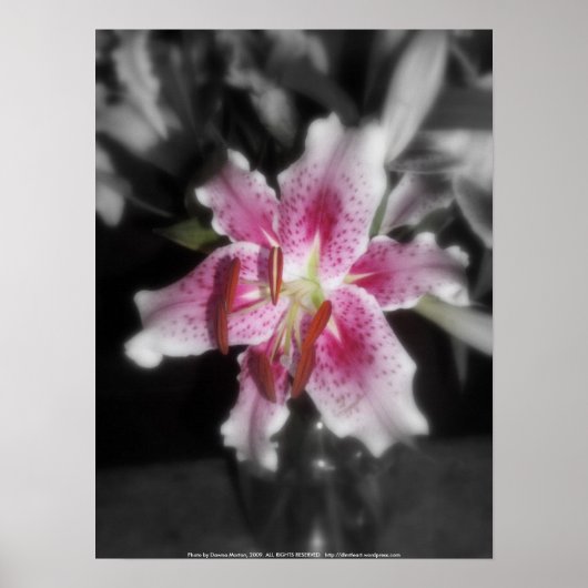 Stargazer Lilie #3 Poster (Vorne)