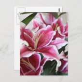 Stargazer-Lilie Postkarte (Vorne/Hinten)
