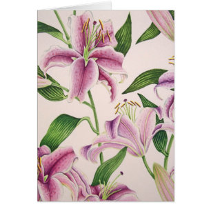 Stargazer-Lilien