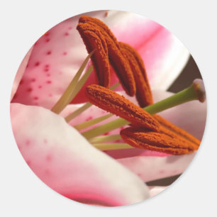 Stargazer-Lilien-Aufkleber Runder Aufkleber