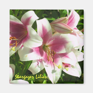 Stargazer-Lilien-Magnet Magnet