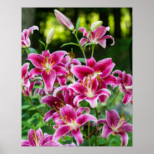 Stargazer-Lilien Poster
