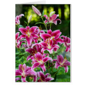 Stargazer Lilies (Vorne)
