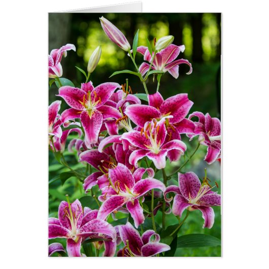 Stargazer Lilies (Vorne)