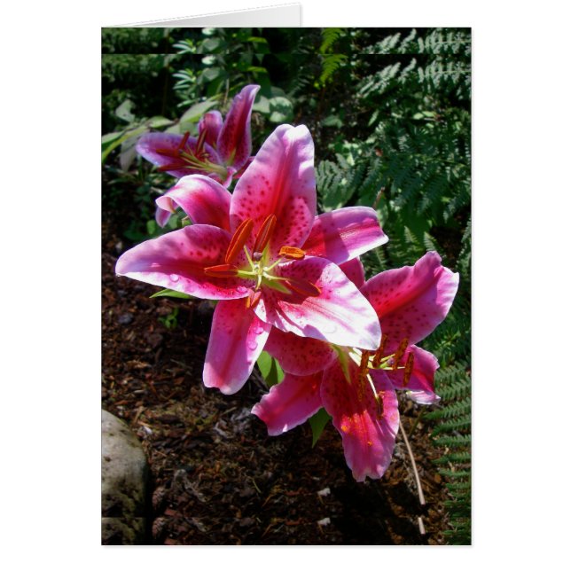Stargazer Lilies (Vorne)