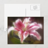 Stargazer Lilies #14 Postkarte (Vorne/Hinten)