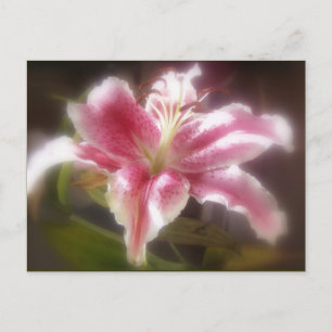 Stargazer Lilies #14 Postkarte