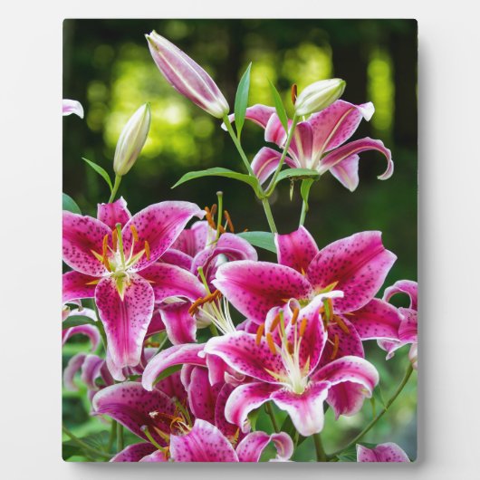 Stargazer Lilies Fotoplatte (Vorderseite)