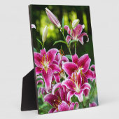 Stargazer Lilies Fotoplatte (Seite)