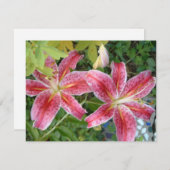 Stargazer Lilies Garden (Vorne/Hinten)