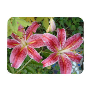 Stargazer Lilies Garden Magnet