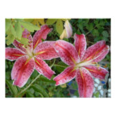 Stargazer Lilies Garden Poster (Vorderseite)
