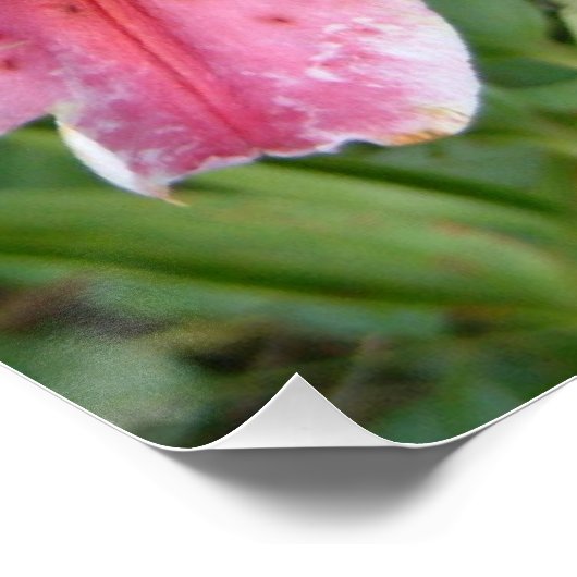 Stargazer Lilies Garden Poster (Ecke)