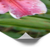 Stargazer Lilies Garden Poster (Ecke)