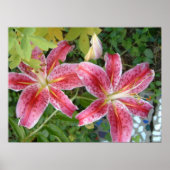 Stargazer Lilies Garden Poster (Vorne)